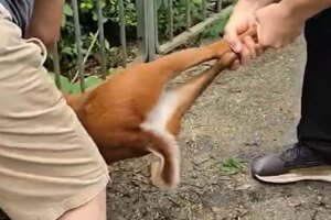 Leave it to the experts, district councillor told after chaotic deer rescue