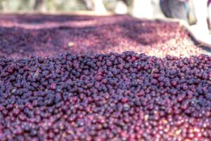 coffee cherries