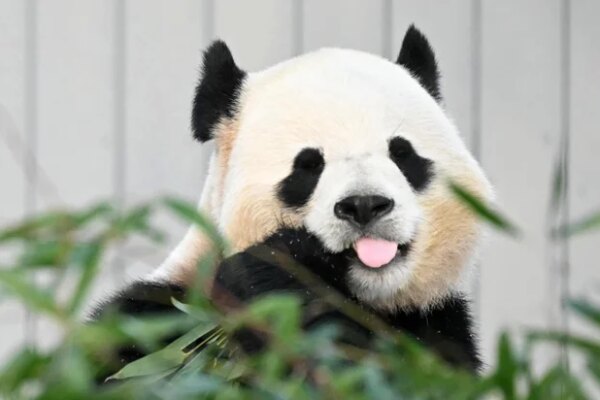 US-CHINA-ANIMAL-DIPLOMACY