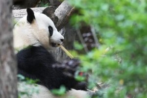 Chinese president says 2 giant pandas are headed to Zoo Atlanta soon
