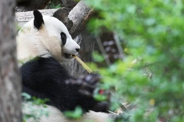 Chinese president says 2 giant pandas are headed to Zoo Atlanta soon