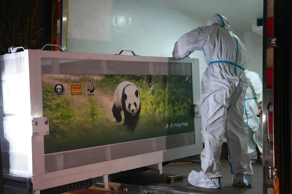 The pandas are on their way to the Atlanta zoo (AP)